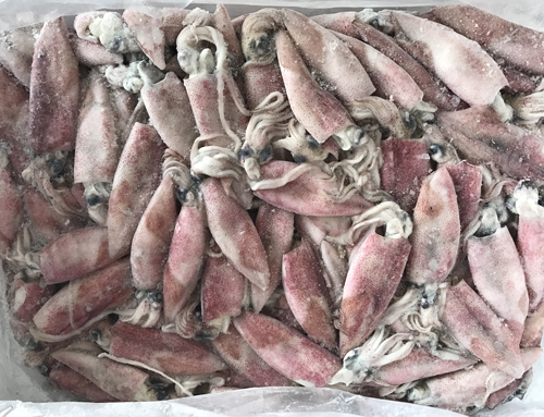 筆管魚(yú)
